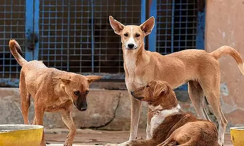 कुत्ते हैं मुसीबत : तमिलनाडु सरकार ने इच्छामृत्यु की अनुमति दी कुत्ते हैं मुसीबत : तमिलनाडु सरकार ने इच्छामृत्यु की अनुमति दी