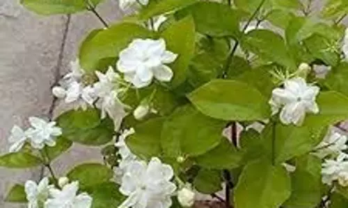 Fragrant Flowers For Garden: फूलों की खुशबू से महकाएं अपना गार्डन, लगाएं ये पौधे Fragrant Flowers For Garden: फूलों की खुशबू से महकाएं अपना गार्डन, लगाएं ये पौधे
