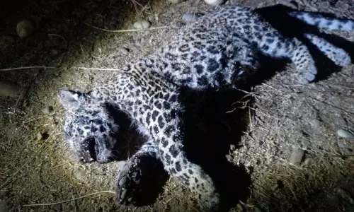 Himachal: 3 साल का तेंदुआ मृत पाया गया