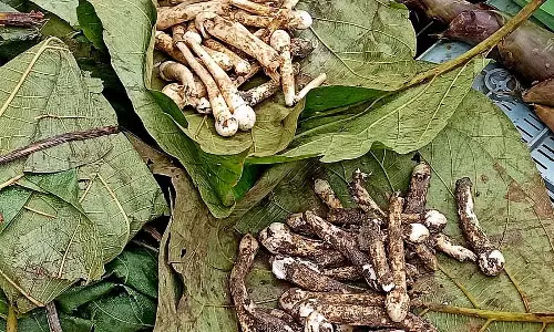 Karnataka : जंगली मशरूम खरीदने के लिए लोगों की भीड़