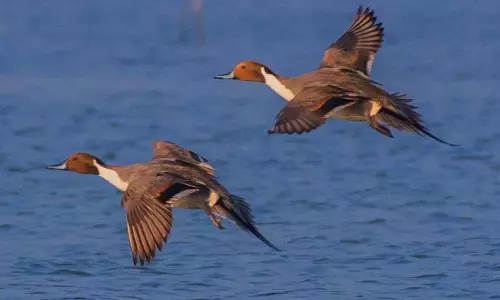 Telangana में 452 पक्षी प्रजातियों का दस्तावेजीकरण, अध्ययन में भारत में पहली बार देखे जाने का रिकॉर्ड Telangana में 452 पक्षी प्रजातियों का दस्तावेजीकरण, अध्ययन में भारत में पहली बार देखे जाने का रिकॉर्ड