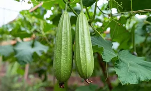 तोरई: डायबिटीज से त्वचा रोग तक, कई समस्याओं का एक समाधान तोरई: डायबिटीज से त्वचा रोग तक, कई समस्याओं का एक समाधान