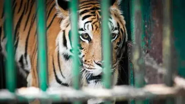 Kerala: तिरुवनंतपुरम चिड़ियाघर का एक कर्मचारी बाघ के हमले में घायल हो गया
