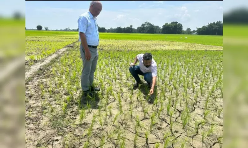 Assam में सूखा संकट: चाय और धान के उत्पादन में भारी गिरावट से चिंता बढ़ी Assam में सूखा संकट: चाय और धान के उत्पादन में भारी गिरावट से चिंता बढ़ी