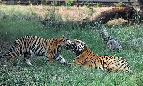 तिरुवनंतपुरम चिड़ियाघर में बाघ ने कर्मचारी पर किया हमला, हड़कंप
