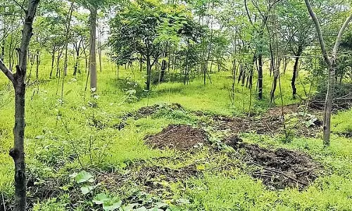 बंजर ज़मीन को हरा-भरा बनाने वाले डॉक्टर: प्रकृति के प्रति उनका प्रेम दूसरों के लिए एक मिसाल है बंजर ज़मीन को हरा-भरा बनाने वाले डॉक्टर: प्रकृति के प्रति उनका प्रेम दूसरों के लिए एक मिसाल है