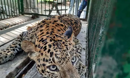 बढ़ते मानव-वन्यजीव संघर्ष के बीच तेंदुओं की गिनती का अभियान