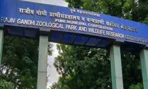 चीतल हिरण की मौत पर स्पष्टीकरण दें, अपर आयुक्त ने दी कार्रवाई की चेतावनी