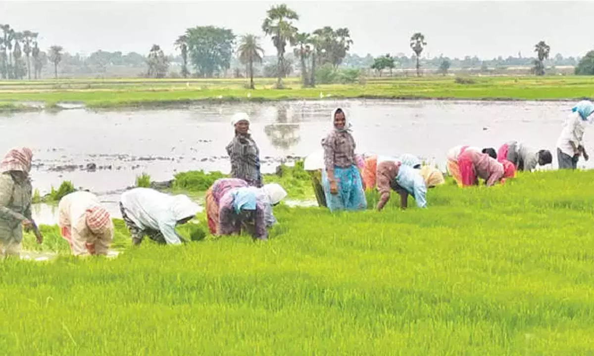 Telangana: तालाबों और पोखरों में बाढ़ का पानी घुसने से किसान उत्साहित