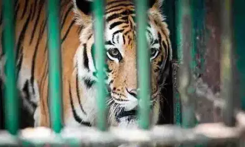 मादा बाघिन ने चिड़ियाघर के सुपरवाइजर पर हमला किया मादा बाघिन ने चिड़ियाघर के सुपरवाइजर पर हमला किया