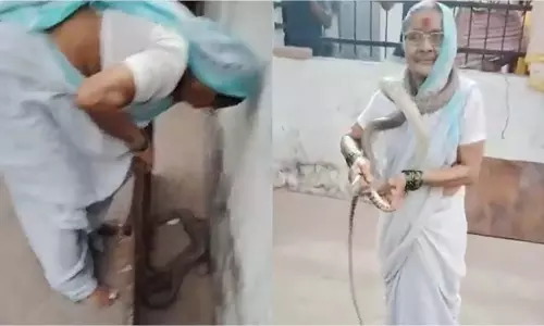 सांप से नहीं डरती दादी, पुणे की बुजुर्ग महिला का साहस देख हर कोई हैरान सांप से नहीं डरती दादी, पुणे की बुजुर्ग महिला का साहस देख हर कोई हैरान