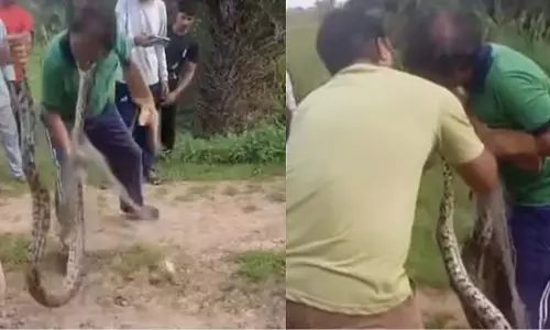 अजगर का हमला, एक शख्स के गाल पर काटा, मुश्किल से छुड़ाया गया अजगर का हमला, एक शख्स के गाल पर काटा, मुश्किल से छुड़ाया गया