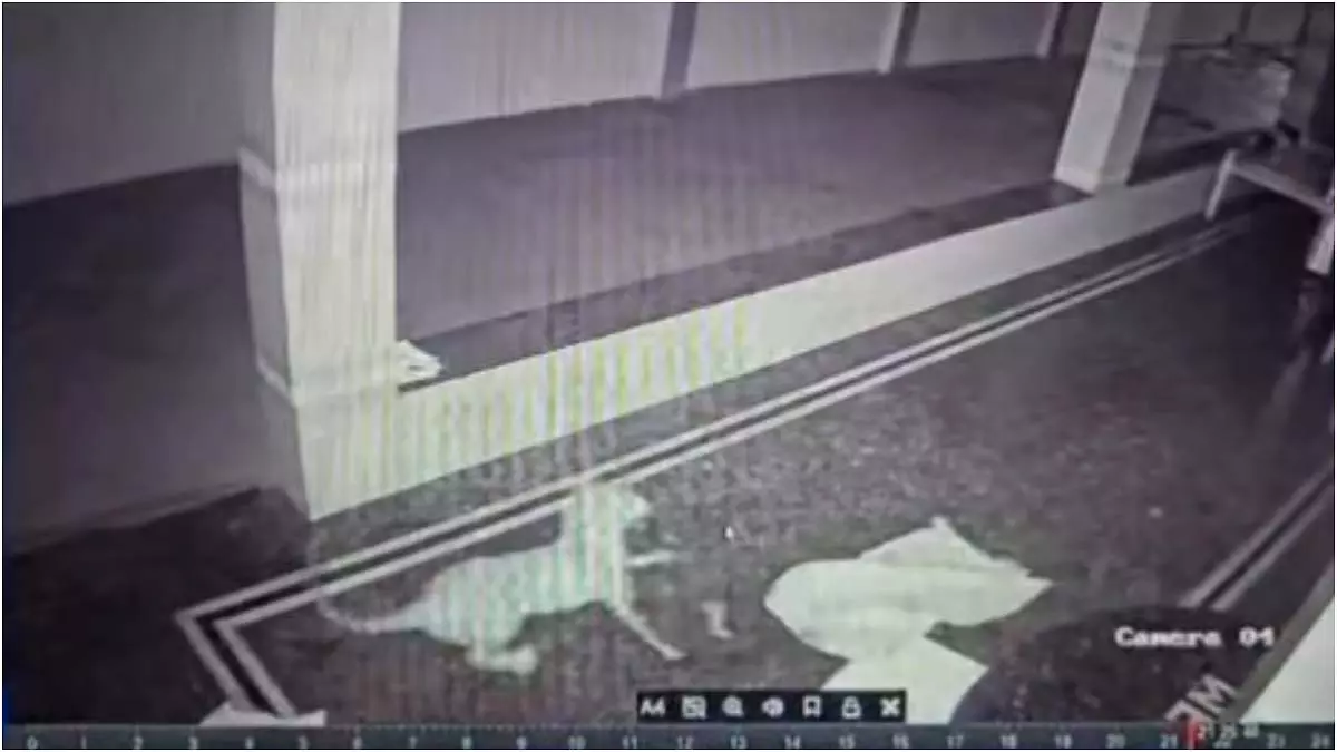 मांड्या में बड़ी बिल्ली ने घर के दरवाजे से पालतू कुत्ता उठाया मांड्या में बड़ी बिल्ली ने घर के दरवाजे से पालतू कुत्ता उठाया