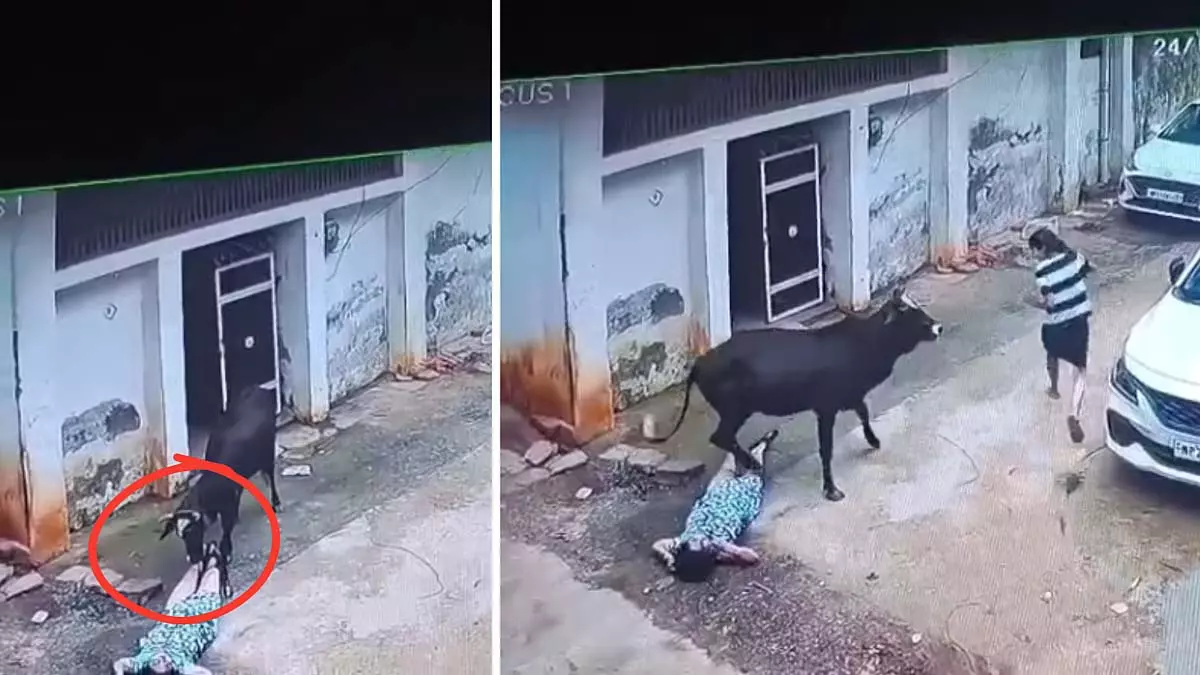 MP : कटनी में आवारा सांड ने एक परिवार के 3 सदस्यों पर हमला किया MP : कटनी में आवारा सांड ने एक परिवार के 3 सदस्यों पर हमला किया