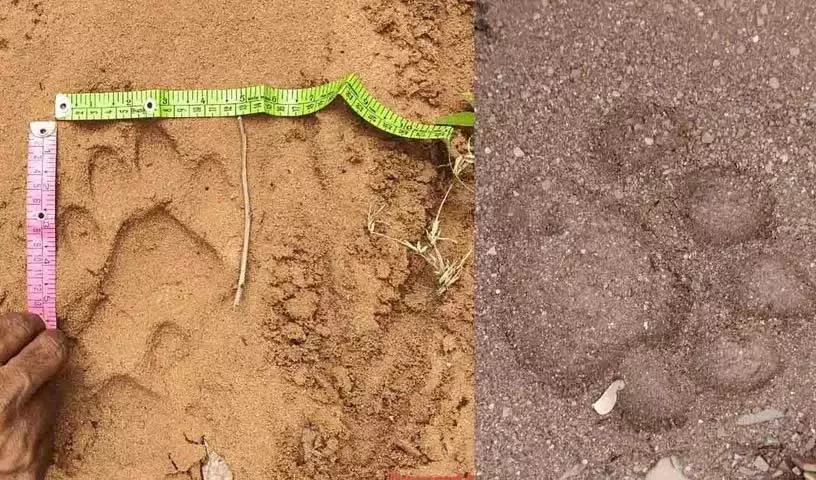 Mancherial में बाघ ने एक और बछड़े को मार डाला, ग्रामीणों में दहशत फैल गई Mancherial में बाघ ने एक और बछड़े को मार डाला, ग्रामीणों में दहशत फैल गई