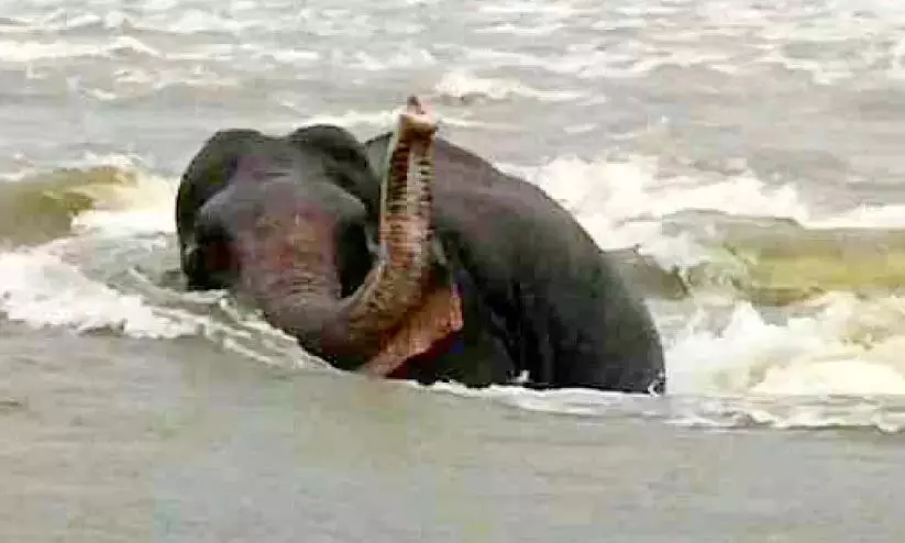 Kerala : अथिरापिल्ली में बाढ़ में फंसा जंगली हाथी Kerala : अथिरापिल्ली में बाढ़ में फंसा जंगली हाथी