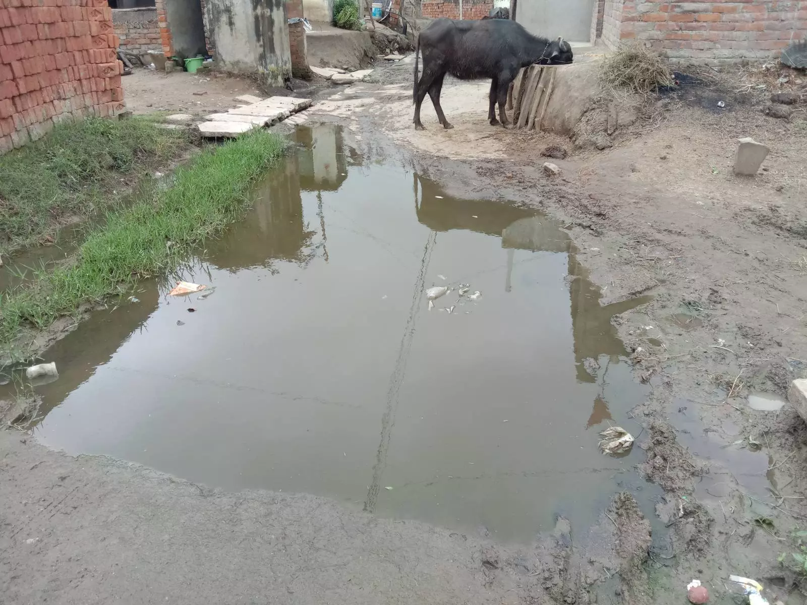Datia: दतिया शहर में नलों से आ रहा गंदा पानी, जलभराव और गंदगी से लोग परेशान Datia: दतिया शहर में नलों से आ रहा गंदा पानी, जलभराव और गंदगी से लोग परेशान