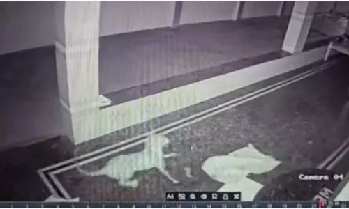 मांड्या में बड़ी बिल्ली ने घर के दरवाजे से पालतू कुत्ता उठाया