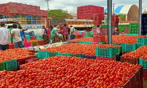 उत्तर भारत में भारी बारिश: टमाटर की कीमतें दोगुनी होने की संभावना उत्तर भारत में भारी बारिश: टमाटर की कीमतें दोगुनी होने की संभावना