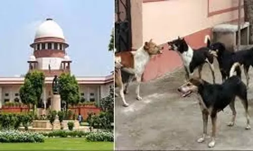 रेबीज के मामलों पर सुप्रीम कोर्ट चिंतित, दिल्ली सरकार से मांगा जवाब