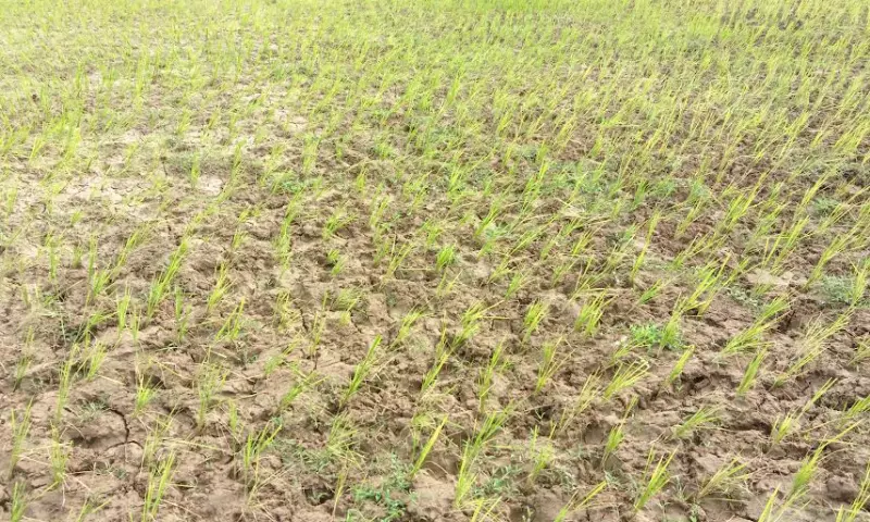 Eastern Assam में सूखा संकट गहराया: किसान हताश, खेत वीरान, चाय बागान संघर्ष कर रहे Eastern Assam में सूखा संकट गहराया: किसान हताश, खेत वीरान, चाय बागान संघर्ष कर रहे