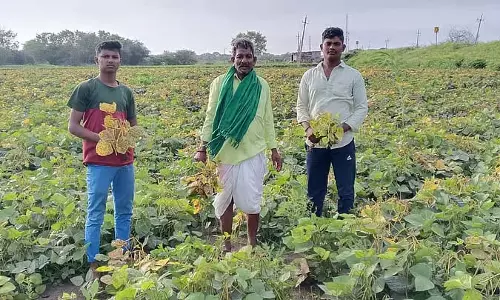 रोना बढ़ता पीला बुखार: किसान संकट में
