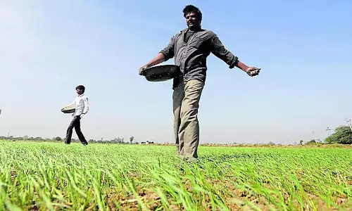 कंपनियों का दबाव: यूरिया की कमी का कारण कंपनियों का दबाव: यूरिया की कमी का कारण