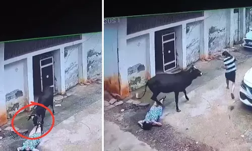 MP : कटनी में आवारा सांड ने एक परिवार के 3 सदस्यों पर हमला किया MP : कटनी में आवारा सांड ने एक परिवार के 3 सदस्यों पर हमला किया