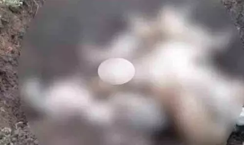 वाहन की ठोकर से 18 गायों की मौत