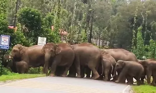 Belur : चीकनहल्ली के पास जंगली हाथी देखे गए