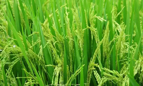 Kerala : 4 महीने में 23.88 करोड़ रुपये की फसल बर्बाद