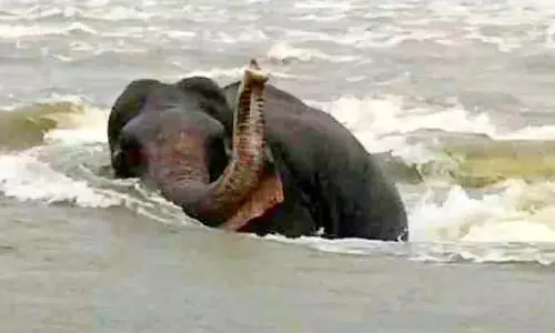 Kerala : अथिरापिल्ली में बाढ़ में फंसा जंगली हाथी Kerala : अथिरापिल्ली में बाढ़ में फंसा जंगली हाथी