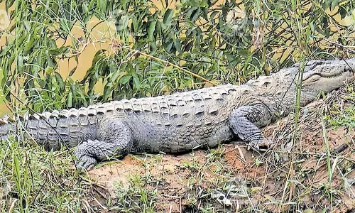 वायनाड में मगरमच्छों और घड़ियालों की संख्या में वृद्धि से स्थानीय लोग चिंतित