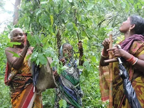Kannur  की बुजुर्ग आदिवासी महिला के पास कोई विकल्प नहीं बचा