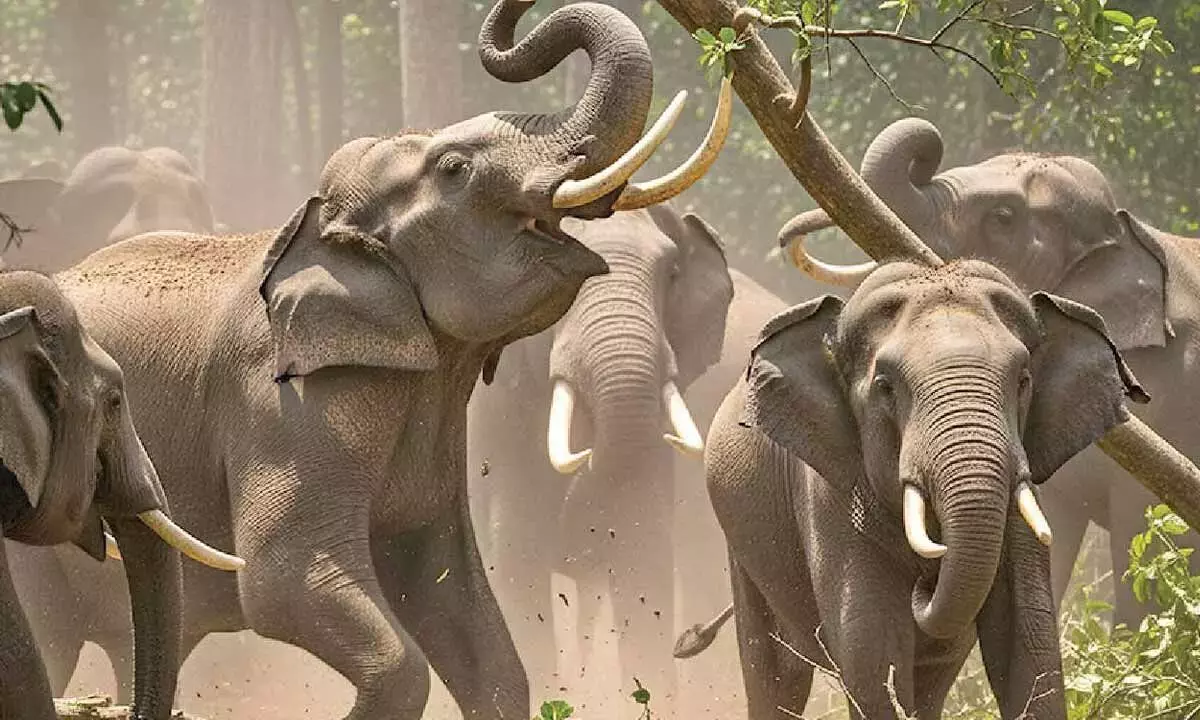 Andhra: हाथी के हमले में चित्तूर के किसान की मौत