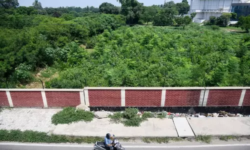 कृषि University का मियावाकी ग्रोव मृदा और जैव विविधता अध्ययन का अनुसंधान केंद्र बना