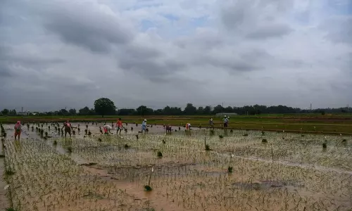 Punjab के 6 जिलों में बौना वायरस के फैलने के बाद लुधियाना के किसान सतर्क Punjab के 6 जिलों में बौना वायरस के फैलने के बाद लुधियाना के किसान सतर्क