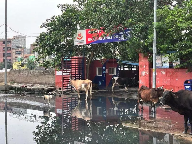 सड़कें जलमग्न, खजूरी खास में पुलिस स्टेशन पहुंचने के लिए दीवारें फांदी सड़कें जलमग्न, खजूरी खास में पुलिस स्टेशन पहुंचने के लिए दीवारें फांदी