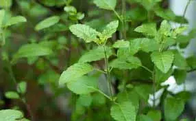 Benefits Of Eating Tulsi Leaves: अगर आप भी सुबह तुलसी के पत्ते खाते हैं, तो फायदे जानकर खुश हो जाएंगे Benefits Of Eating Tulsi Leaves: अगर आप भी सुबह तुलसी के पत्ते खाते हैं, तो फायदे जानकर खुश हो जाएंगे