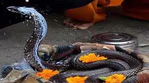 Nag Panchami 2025: नाग पंचमी आज है, काल सर्प योग से मुक्ति के लिए करें ये काम Nag Panchami 2025: नाग पंचमी आज है, काल सर्प योग से मुक्ति के लिए करें ये काम