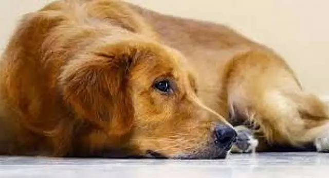 पुलिस ने कुत्ते के निवास प्रमाण पत्र के लिए आवेदन करने वाले कर्मचारियों और आवेदक के खिलाफ मामला दर्ज किया पुलिस ने कुत्ते के निवास प्रमाण पत्र के लिए आवेदन करने वाले कर्मचारियों और आवेदक के खिलाफ मामला दर्ज किया