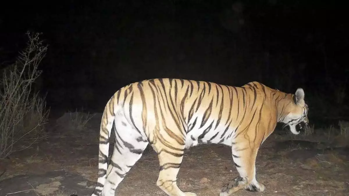 भोपाल के बाहरी इलाकों में 25 बाघ विचरण करेंगे ; CM वन्यजीव स्थानांतरण का उद्घाटन करेंगे भोपाल के बाहरी इलाकों में 25 बाघ विचरण करेंगे ; CM वन्यजीव स्थानांतरण का उद्घाटन करेंगे