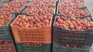 Yamuna Nagar : सब्जी मंडी में टमाटर के दाम चार गुना बढ़े Yamuna Nagar : सब्जी मंडी में टमाटर के दाम चार गुना बढ़े