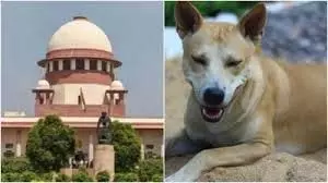 DELHI कुत्ते के काटने से मौत पर सुप्रीम कोर्ट ने लिया स्वतः संज्ञान, कहा चिंताजनक आंकड़े DELHI कुत्ते के काटने से मौत पर सुप्रीम कोर्ट ने लिया स्वतः संज्ञान, कहा चिंताजनक आंकड़े