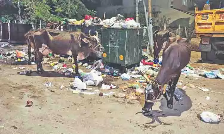 Chennai: पूम्पुहार नगर के निवासी आवारा मवेशियों और साफ़ न किए गए कचरे से चिंतित Chennai: पूम्पुहार नगर के निवासी आवारा मवेशियों और साफ़ न किए गए कचरे से चिंतित