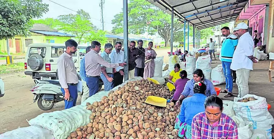 Tiptur : नारियल मूल्य नीति तैयार करने के लिए कदम उठाए गए Tiptur : नारियल मूल्य नीति तैयार करने के लिए कदम उठाए गए
