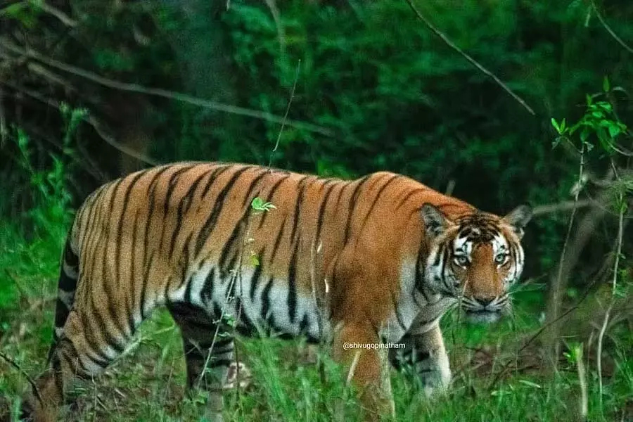 महादेश्वर वन्यजीव अभयारण्य; बाघों की संख्या में वृद्धि महादेश्वर वन्यजीव अभयारण्य; बाघों की संख्या में वृद्धि