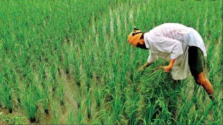 Kamalganj: प्राकृतिक आपदा ने छीनी किसान की उम्मीद Kamalganj: प्राकृतिक आपदा ने छीनी किसान की उम्मीद