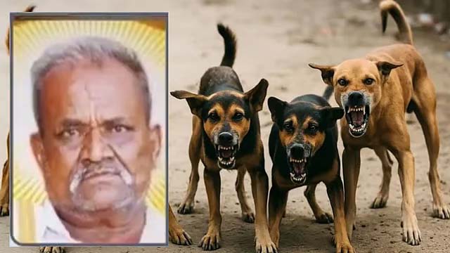 आवारा कुत्तों ने 68 साल के बुजुर्ग की जान ले ली : BBMP ने 1 लाख मुआवजे ...