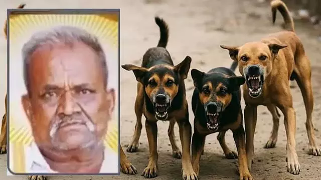 आवारा कुत्तों ने 68 साल के बुजुर्ग की जान ले ली : BBMP ने 1 लाख मुआवजे का ऐलान किया आवारा कुत्तों ने 68 साल के बुजुर्ग की जान ले ली : BBMP ने 1 लाख मुआवजे का ऐलान किया